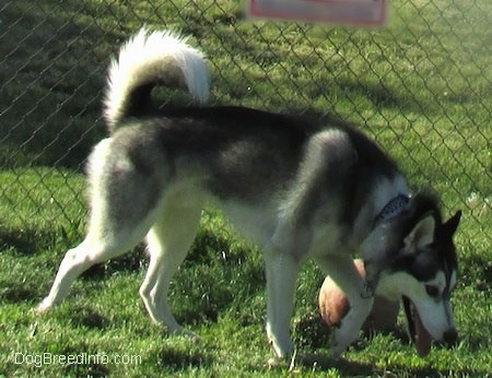 The right side of a black, grey and white Siberian Husky that is walking across a grass surface, it is looking down at the ground, its mouth is open, its tongue is out and its tail is up. There is a chainlink fence and a ball behind it.