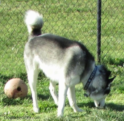 The front left side of a black, grey and white Siberian Husky that is standing in grass sniffing the ground and to the left of it is a ball with a hole in it.