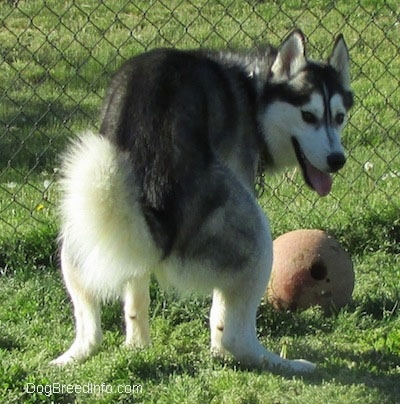 The back of a black, grey and white Siberian Husky that is preparing to do its business, it is looking forward and it is panting. There is a ball in front of it.