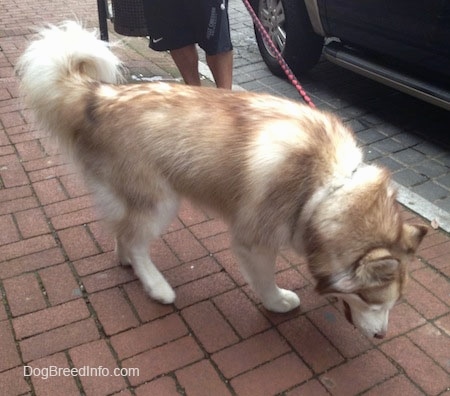 The right side of a red and white Siberian Husky standing across a brick sidewalk and it is looking down.
