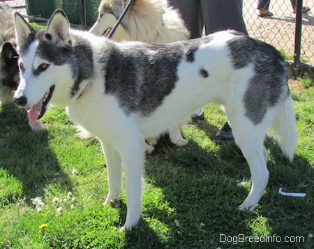 The left side of a perk-eared, white, grey and black dog that is standing in grass. It is looking to the left, its mouth is open and tongue is out. There are two other dogs standing behind it.