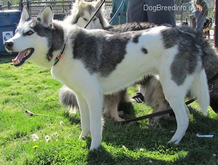 The left side of a white and grey Siberian Indian Dog that is standing across a field. Its mouth is open and there are other dogs standing behind it. The dog has very distinct coloring and perk ears.