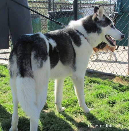 The back right side of a white and black Siberian Indian Dog that is standing in grass in front of a chainlink fence. It is looking to the right and it is panting.