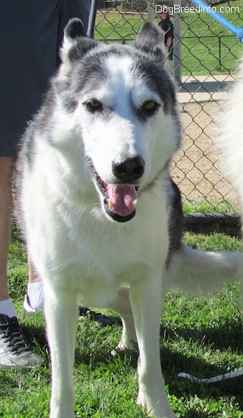 Close up front view - A white and grey Siberian Indian Dog is standing in grass. It is looking forward, its mouth is open and tongue is out.