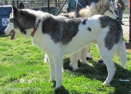 The left side of a white and grey Siberian Indian Dog that is standing in grass and it is looking to the left. Its mouth is open and its tongue is out.