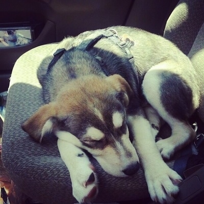 The front of a black with tan and white Siberian Retriever puppy wearing a harness sleeping curled up in a ball in the passenger seat of a vehicle.