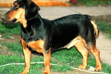 The front left side of a low to the ground, long bodied, long muzzled, black with tan Slovensky Kopov dog with ears that hang over to the sides standing in patchy dirt and it is looking to the left. There is a concrete walkway behind it.