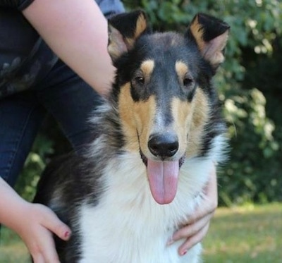 Dallas the bkack, tan and white tricolored Smooth Collie is standing outside with its mouth open and tongue out. There is a person with their hands on his sides