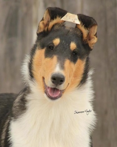 Upper body shot - Dallas the black, tan and white tricolored Smooth Collie puppy is standing. His hears are taped being trained to stand up.