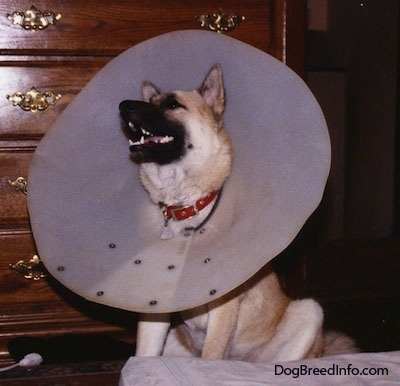 A Dog is sitting in front of a dresser and it is wearing a cone. Its mouth is open.