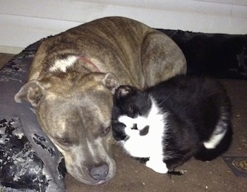 Close Up - A blue-nose Brindle Pit Bull Terrier is laying on a dog bed and a black with white cat is snuggling up next to him.
