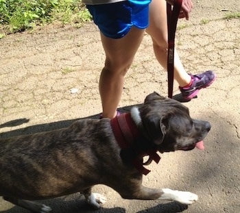 A person is leading a blue-nose Brindle Pit Bull Terrier across a concrete surface. Its mouth is open and tongue is out.