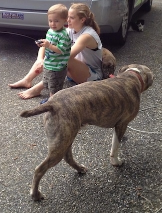 A blonde haired girl is sitting behind a blonde haired boy. There is a cat rubbing up against the girl. A blue-nose Brindle Pit Bull Terrier is walking behind them.