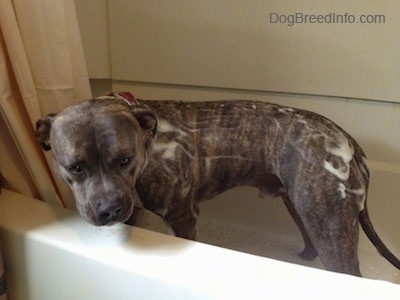 A blue-nose Brindle Pit Bull Terrier dog is standing in a tub looking over the edge with soap bubbles all over his back.