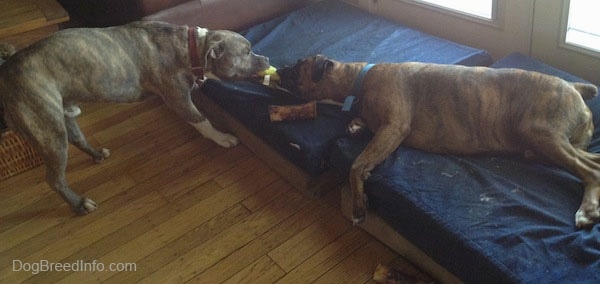 A blue-nose Brindle Pit Bull Terrier is having a tug of war against a brown brindle Boxer that is laying on its right side on a blue orthopedic dog bed that is against glass double doors and a brown leather couch.