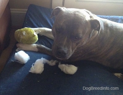 A blue-nose Brindle Pit Bull Terrier is laying across a blue blue orthopedic dog bed pillow and there is a green ball toy and piles of white stuffing in between his front paws.