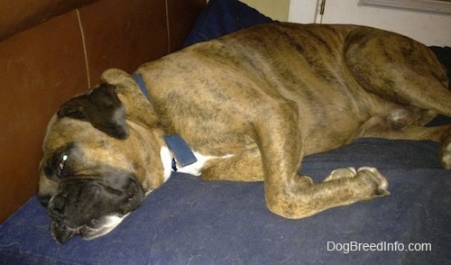 Close up - A brown brindle Boxer is laying on his right side on a blue orthopedic dog bed and looking forward.
