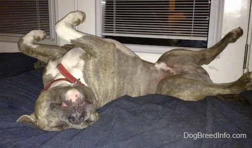 A blue-nose Brindle Pit Bull Terrier is sleeping on his back belly-up with his paws in the air on top of a blue orthopedic dog bed.