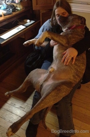 A blue-nose Brindle Pit Bull Terrier is belly out on the lap of a lady sitting in a computer chair.