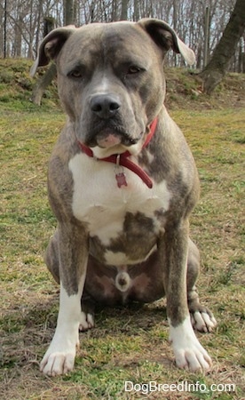 Front view - a wide-chested, blue-nose brindle Pit Bull Terrier dog is wearing a red collar sitting on grass and he is looking forward. There are a lot of trees behind him.