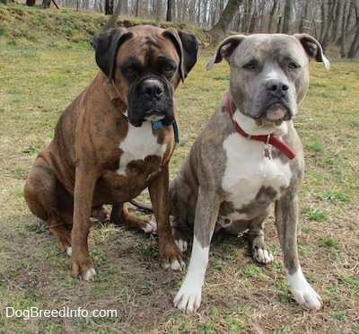 A brown brindle Boxer is sitting in grass next to a blue-nose Brindle Pit Bull Terrier.