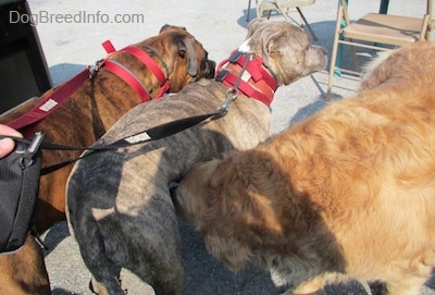 A brown brindle Boxer and a blue-nose Brindle Pit Bull Terrier are standing on a concrete surface and a Golden Retriever is sniffing under the Pit Bull Terrier.