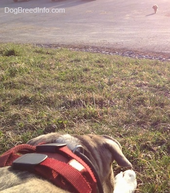 Close up - The back of a blue-nose Brindle Pit Bull Terrier that is laying down in grass and looking at an animal that is coming towards him from the distance.