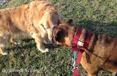 A brown brindle Boxer is face to face with an old graying Golden Retriever.