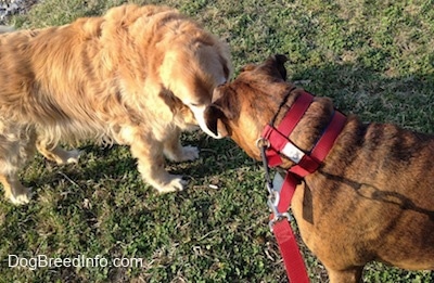 A brown brindle Boxer and a Golden Retriever are sniffing each others face.