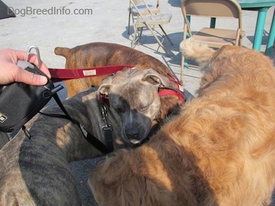 A brown brindle Boxer is sniffing under a Golden Retriever and a blue-nose Brindle Pit Bull Terrier is in between them.