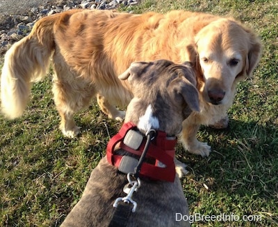 The back of a blue-nose Brindle Pit Bull Terrier that is sniffing the side of a Golden Retriever dog.