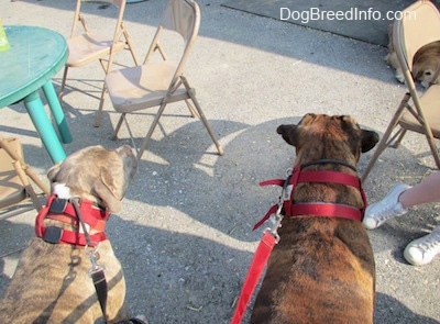 The back of a brown brindle Boxer and a blue-nose Brindle Pit Bull Terrier are standing on a concrete surface with metal chairs around them.
