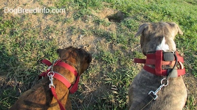 The back of a blue-nose Brindle Pit Bull Terrier and a brown brindle Boxer that are looking at a hole in the ground.