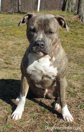 Front view - A wide-chested, blue-nose brindle Pit Bull Terrier is sitting in grass and he is looking downward.