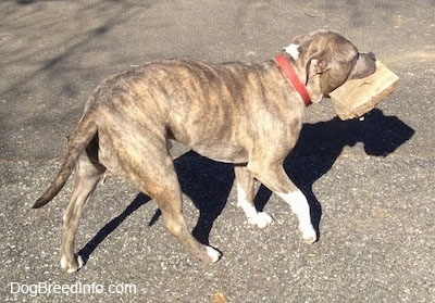 A blue-nose Brindle Pit Bull Terrier dog is proudly walking across a black top surface with a fireplace log in its mouth.