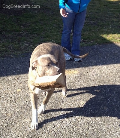 A blue-nose Brindle Pit Bull Terrier dog is proudly holding a fireplace log in his mouth walking around a blacktop surface. There is a person with a blue coat on behind him holding their hand out to ask for the log.