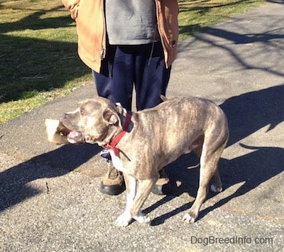 A blue-nose Brindle Pit Bull Terrier dog has a fireplace log in his mouth and he is walking in circles in front of a man wearing blue sweatpants and a tan coat.