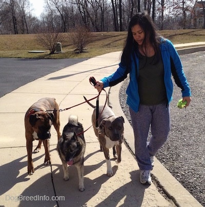 A brown-haired lady in a blue coat is leading three dogs on a walk along a sidewalk.