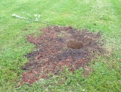 A deep, perfect looking hole in the ground that was dug in a field with a baby tree laying on the ground next to it.
