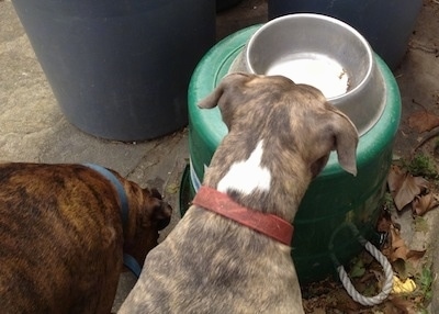 The back of a brown brindle Boxer and a blue-nose Brindle Pit Bull Terrier that are looking in a metal bowl that is placed on top of a big upside down green bucket and sniffing around it.