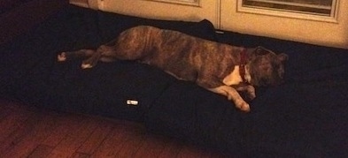 A blue-nose brindle Pit Bull Terrier is laying across two blue orthopedic dog bed pillows.