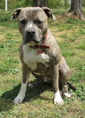 Front view - A blue-nose brindle Pit Bull Terrier is sitting on grass looking at the camera and leaning forward slightly.