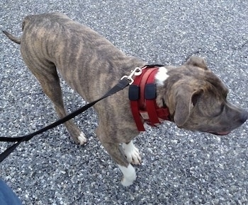 A blue-nose Brindle Pit Bull Terrier is walking down a street and he is looking to the right.