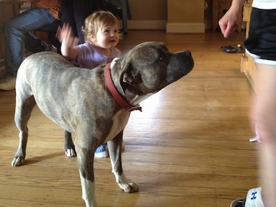 A toddler in purple is petting the back of a blue-nose Pit Bull Terrier and he is looking up and to the right at a person in front of him.