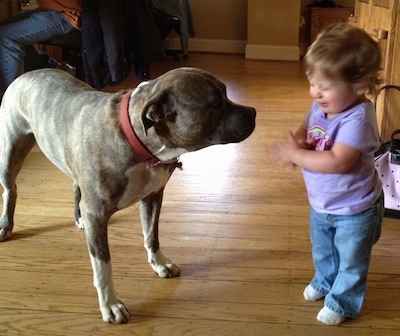 A blue-nose Pit Bull Terrier is standing on a hardwood floor and he is looking at a toddler standing in front of him.