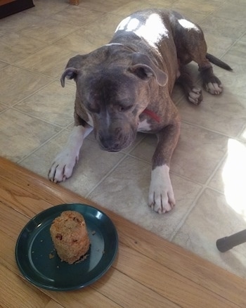 A blue-nose Brindle Pit Bull Terrier is laying on a tiled floor and he is looking down at a doggie cake in front of him.