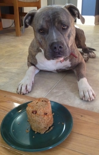 Front view - A blue-nose Brindle Pit Bull Terrier is laying on a tiled floor and there is a doggie cake that is on a green plate in front of him.