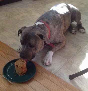 A blue-nose Brindle Pit Bull Terrier is laying on a tiled floor and his is licking a doggie cake on a green plate.
