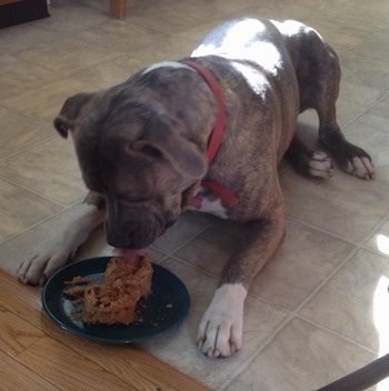 A blue-nose Brindle Pit Bull Terrier is eating a doggie cake on a green plate in front of him.