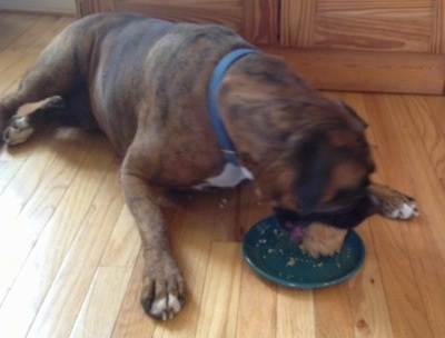 A brown brindle Boxer is biting at a doggie cake on a grewen plate in front of him.